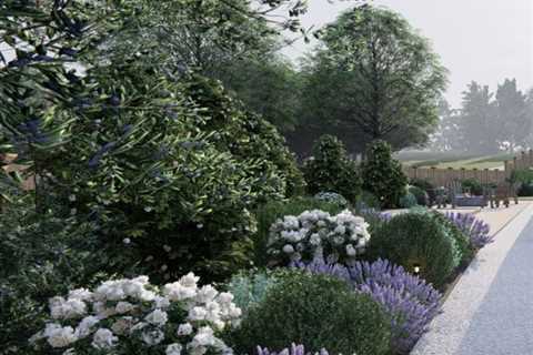 California side yard with olive tree and lavender bushes